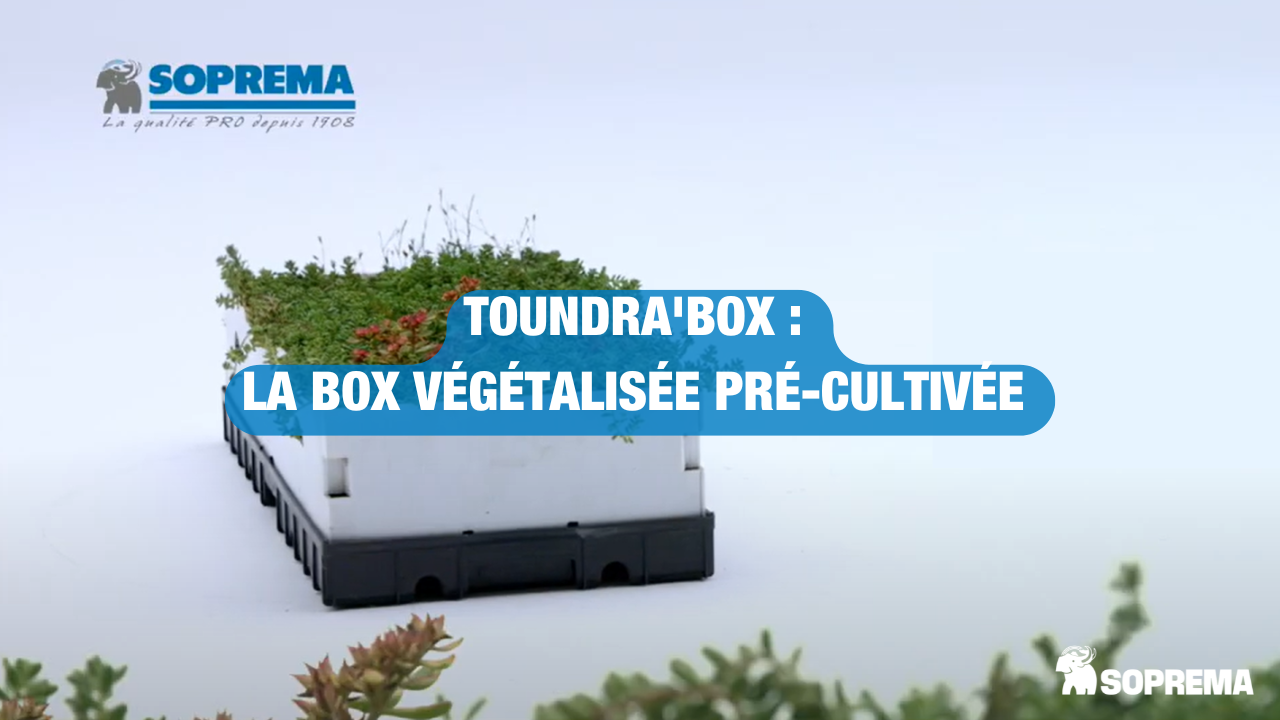 TOUNDRA'BOX : la box végétalisée pré-cultivée